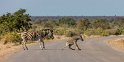 085 Kruger National Park, zebra's